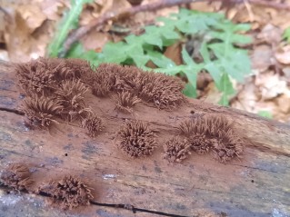 Stemonitis