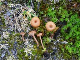 Omphalina pyxidata