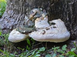 Vanderbylia fraxinea