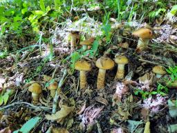 Cortinarius trivialis