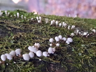 Phleogena faginea