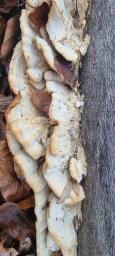 Trametopsis cervina
