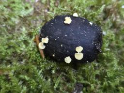 Hymenoscyphus fructigenus