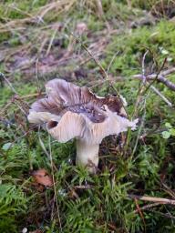 Tricholoma portentosum
