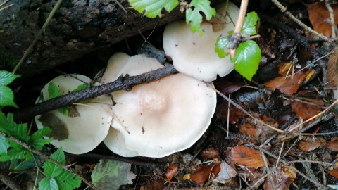 Lepista glaucocana
