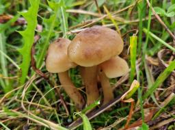 Hygrocybe ingrata