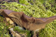 Sarcomyxa serotina