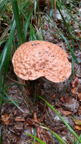 Leccinum quercinum