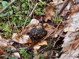 Auriscalpium vulgare
