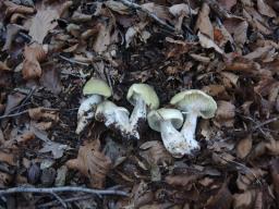 Tricholoma saponaceum var. squamosum