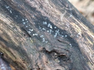 Mollisia cinerea