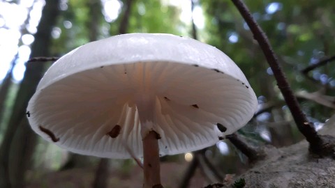 Mucidula mucida