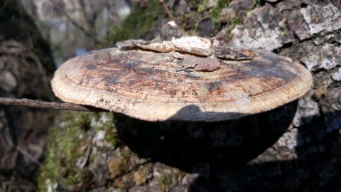 Daedaleopsis confragosa