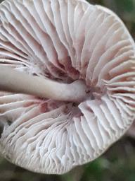 Marasmius wynneae