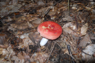 Russula rosea