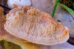 Phlebia tremellosa