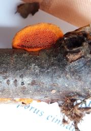Pycnoporus cinnabarinus