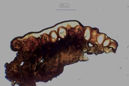 Neonectria punicea