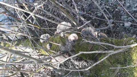 Daedaleopsis confragosa