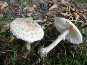Macrolepiota fuliginosa