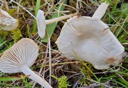 Collybia rivulosa