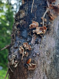 Panellus stipticus
