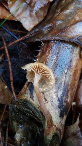 Galerina