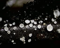 Cistella acuum