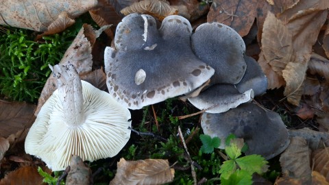 Tricholoma saponaceum
