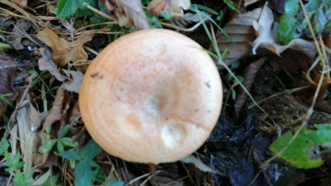 Lactarius deliciosus