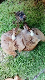 Kuehneromyces mutabilis