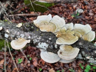 Trametes hirsuta
