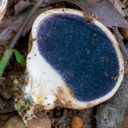 Scleroderma citrinum
