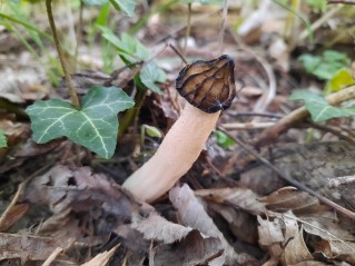 Morchella semilibera