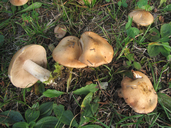 Hebeloma laterinum