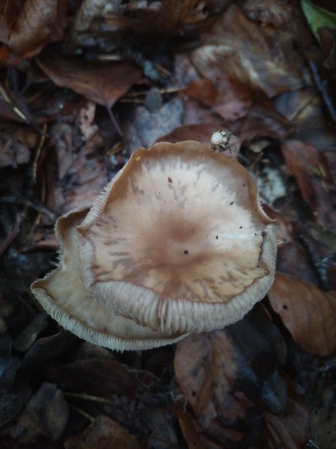 Ampulloclitocybe clavipes