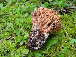 Ramaria bataillei