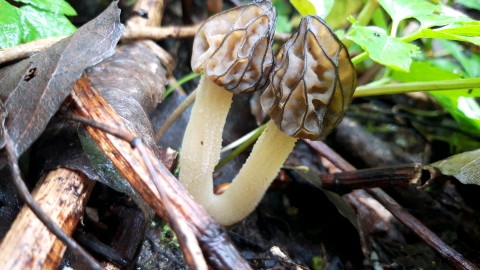 Morchella semilibera