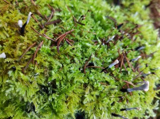 Xylaria hypoxylon