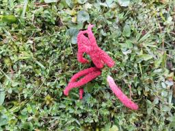 Clathrus archeri