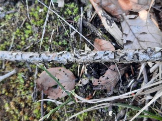 Colpoma quercinum