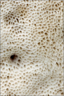 Pappia fissilis