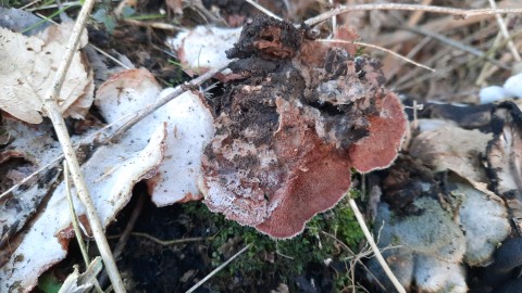 Phlebia tremellosa