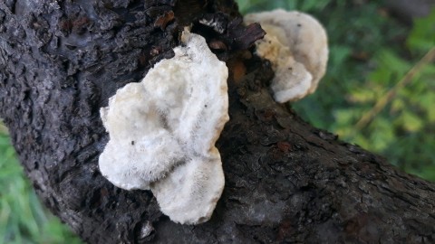 Trametes gibbosa