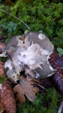 Tricholoma saponaceum