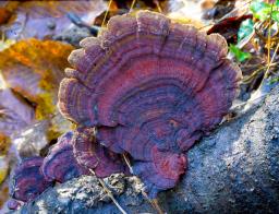 Daedaleopsis tricolor