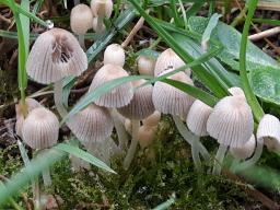 Coprinellus disseminatus