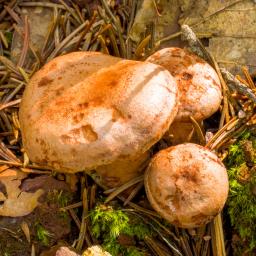 Lactarius quietus