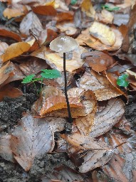 Mycetinis alliaceus
