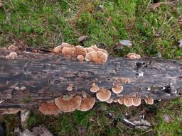 Trametes ochracea